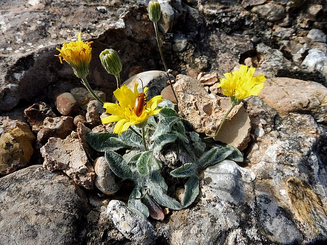 Description de l'image HIERACIUM MIXTUM - SÒBOL - IB-750 (Hieraci).jpg.