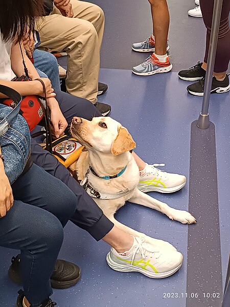 File:HK MTR traffic 導盲犬 Guide dog short hair brown November 2023 R12S 24.jpg