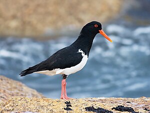 Oystercatcher