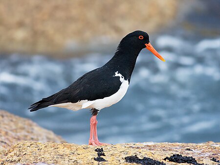 Haematopus longirostris