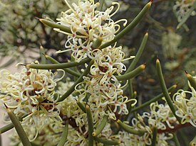 Цветущая Hakea preissii на берегу озера Харлстоун близ Хайдена.