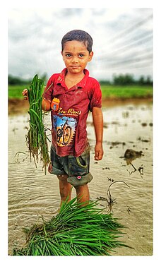 Happiness of the child in the paddy planting ground