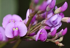 Purple Coral Pea (Hardenbergia violacea) blossom