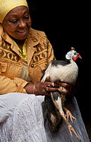 A chicken street seller. Havana (La Habana), Cuba