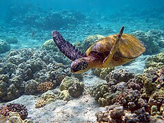 Green turtle