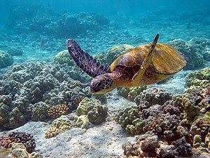 하와이에서 촬영한 푸른바다거북