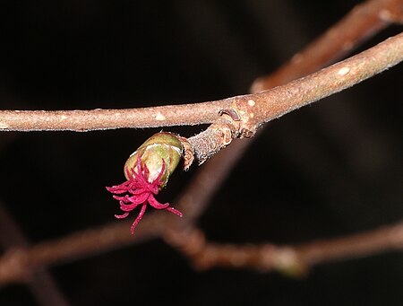 Hazel Flower Female.jpg