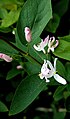 Heckenkirsche 'Lonicera x amoena' (rosea)