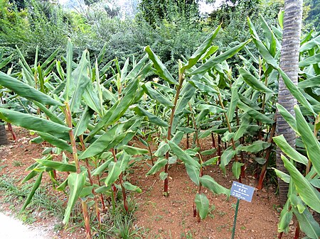 Hedychium flavum