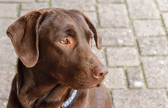 Chocolate Labrador (Canis lupus familiaris) as a pet