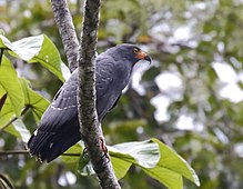 Helicolestes hamatus - Slender-billed kite, Careiro da Várzea, Amazonas, Brazil.jpg