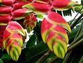 Heliconia rostrata, in a botanical garden, Costa Rica