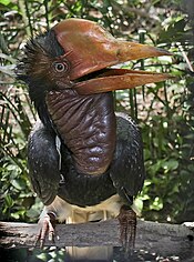 Kypäräinen Hornbill.jpg