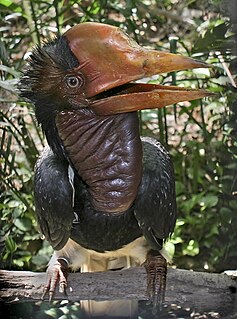 Helmeted hornbill Species of bird