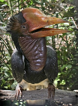 <span class="mw-page-title-main">Helmeted hornbill</span> Species of bird