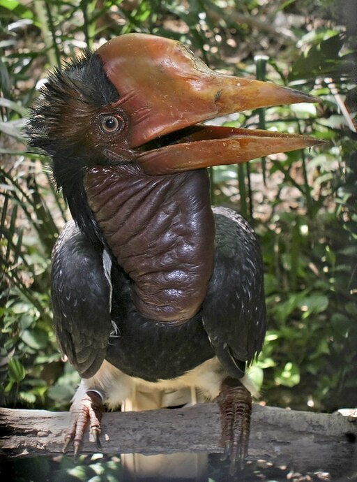 Helmeted Hornbill