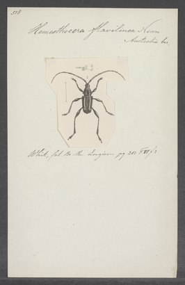 Hemesthocera