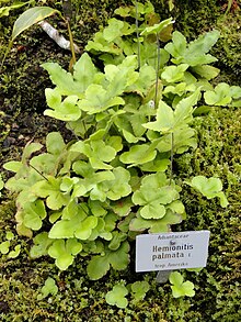 Hemionitis palmata - Botanischer Garten Munchen-Nymphenburg - DSC08176.JPG