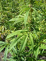 Botanists conduct first large-scale genetic study of marijuana, hemp