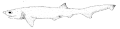 Pilkasis septynžiaunis ryklys (Heptranchias perlo)