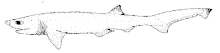 Heptranchias perlo (Sharpnose sevengill shark).gif