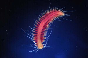 Polychaete