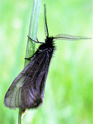 <span class="mw-page-title-main">Heterogynidae</span> Family of moths