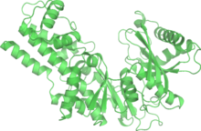 Yeast hexokinase B (PDB: 1IG8 ) Hexokinase B 1IG8 wpmp.png