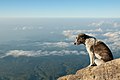Highest Dog in Bali - panoramio.jpg