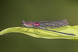 Hetaerina cruentata, male