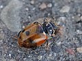 Hippodamia variegata (Goeze, 1777)