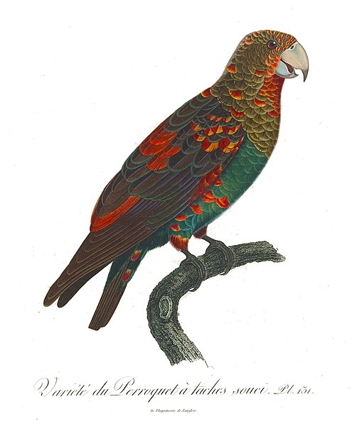 File:Histoire naturelle des perroquets (9949617975).jpg