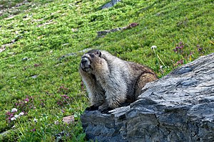 Marmota Caligata: Descripción, Distribución y Hábitat, Comportamiento y alimentación