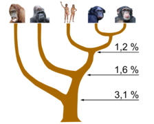 Hominidae tree 02.png