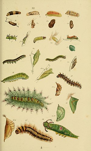 Figures 15 larva, 15a pupa HorsfieldMoorCatalogueEastIndiaCompanyLepidopteraPlateXII.jpg