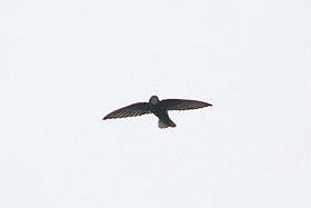 House Swift I Picture 122.jpg