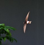 House swift I IMG 3260.jpg