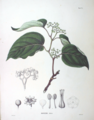 Illustration aus Flora Japonica 1870, 1 Teil von Philipp Franz von Siebold und Joseph Gerhard Zuccarini