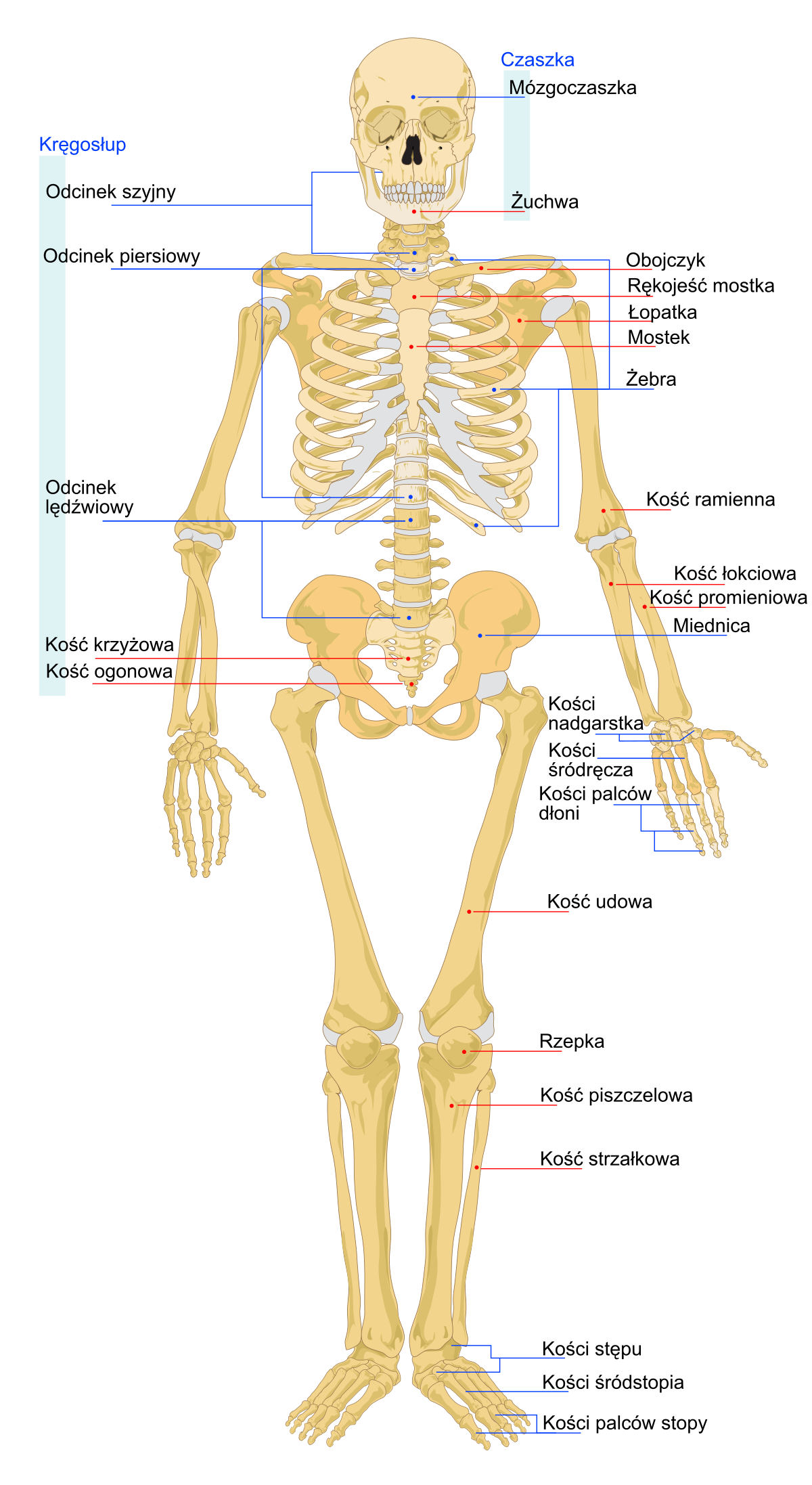Download File:Human skeleton front pl.svg - Wikimedia Commons