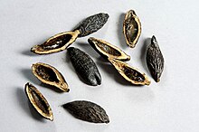 Dried and chopped betel nut, Hunan province Hunan betel nut.jpg