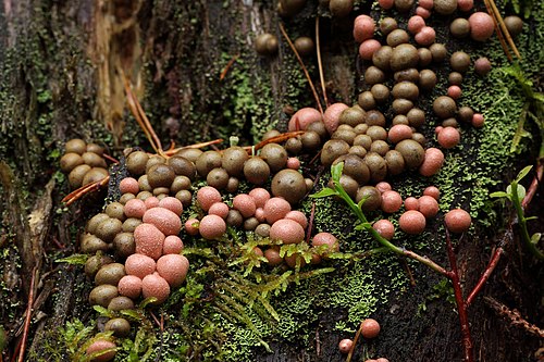 Hundipiima viljakehad Lehtmetsa külas Järva vallas 22. septembril 2015