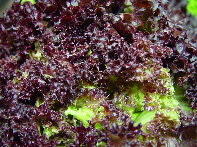 File:Hydroponic lettuce leaves dark red.jpg