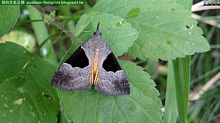 <i>Dichromia orosia</i> Species of moth