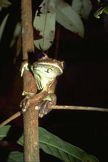 <span class="mw-page-title-main">Rusty tree frog</span> Species of amphibian