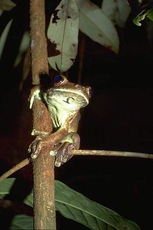 Hypsiboas boans02.jpg