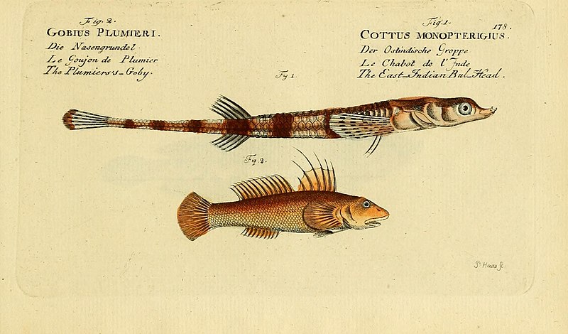 File:Ichthyologie; ou, Histoire naturelle des poissons (Plate 178) (6918423136).jpg