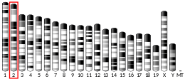 Ideogram house mouse chromosome 2.svg