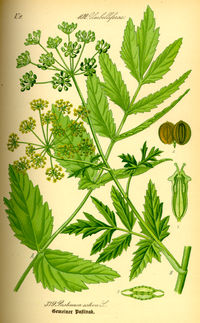 Illustration_Pastinaca_sativa0.jpg