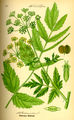 Pastinaca sativa plate 379 in: Otto Wilhelm Thomé: Flora von Deutschland, Österreich u.d. Schweiz, Gera (1885)