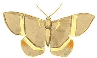 Phrygionis argentata